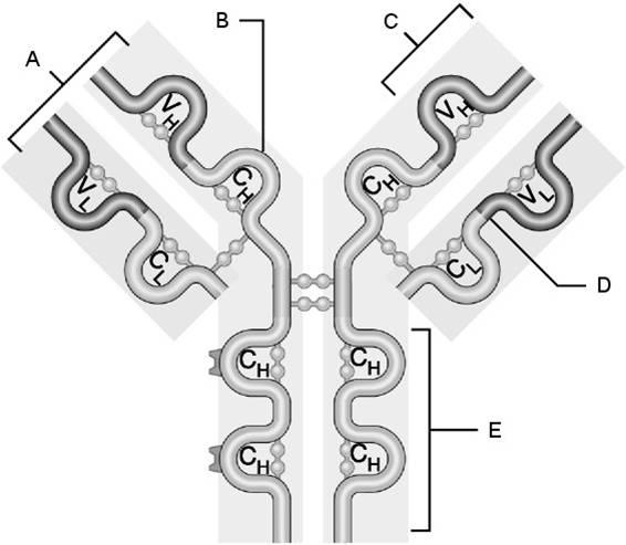 Quizlet Anatomy And Physiology Chapter 21