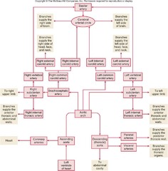 Quizlet Anatomy And Physiology Chapter 21