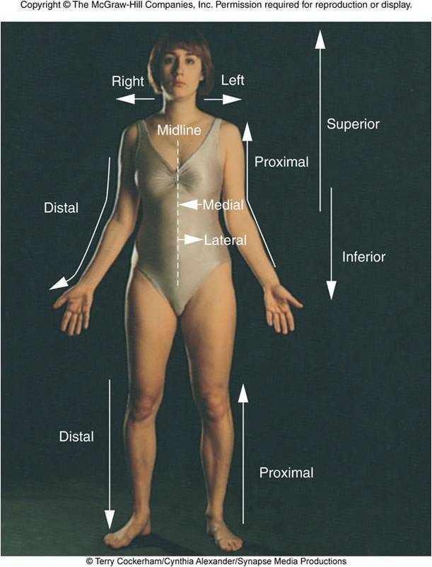 Quizlet Anatomy And Physiology Chapter 22