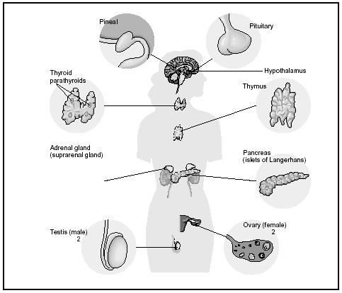 Quizlet Anatomy And Physiology Chapter 22