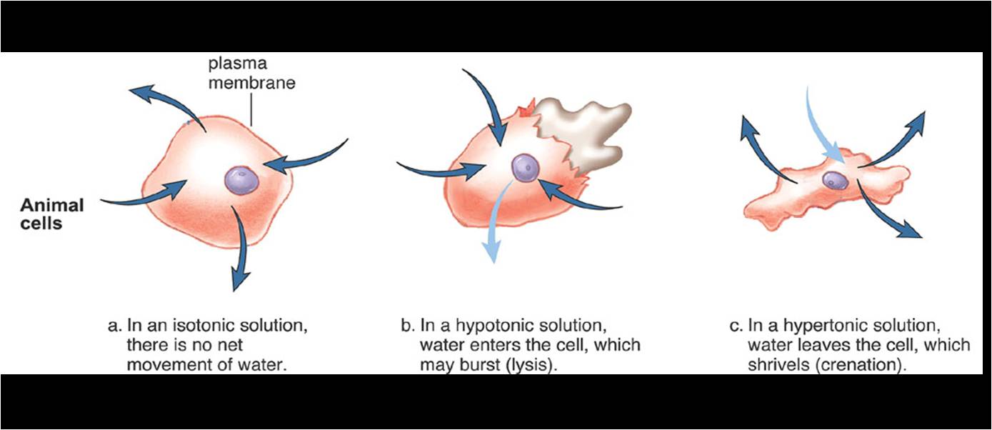 Quizlet Anatomy And Physiology Chapter 22