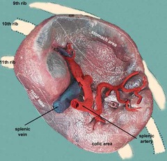 Quizlet Anatomy And Physiology Chapter 22