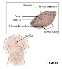 Quizlet Anatomy And Physiology Chapter 22