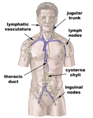 Quizlet Anatomy And Physiology Chapter 22