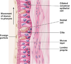 Quizlet Anatomy And Physiology Chapter 23