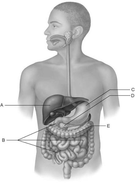 Quizlet Anatomy And Physiology Chapter 23