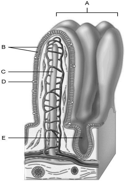 Quizlet Anatomy And Physiology Chapter 23