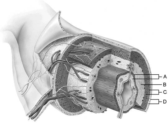 Quizlet Anatomy And Physiology Chapter 23