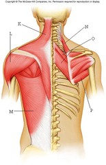 Quizlet Anatomy And Physiology Chapter 9