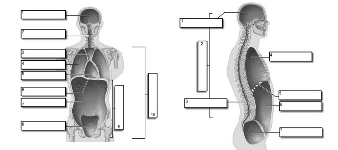 Quizlet Anatomy And Physiology Chapter 9