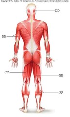 Quizlet Anatomy And Physiology Chapter 9