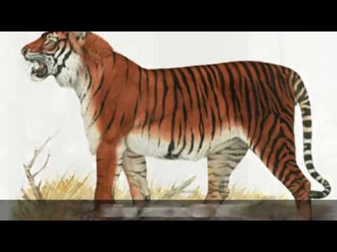 Recently Extinct Animals 2012