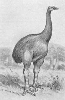 Recently Extinct Animals Photos