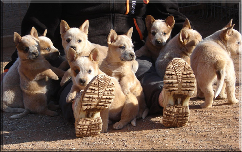 Red Australian Cattle Dog Puppy