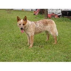 Red Australian Cattle Dog Puppy