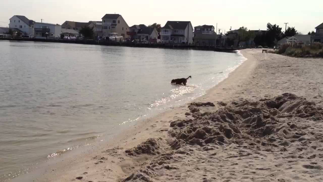 Rottweiler English Springer Spaniel Mix