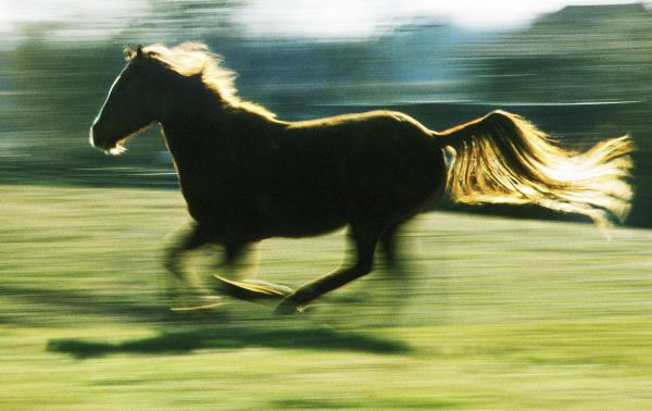 Running Horse