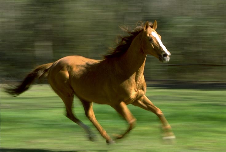 Running Horse