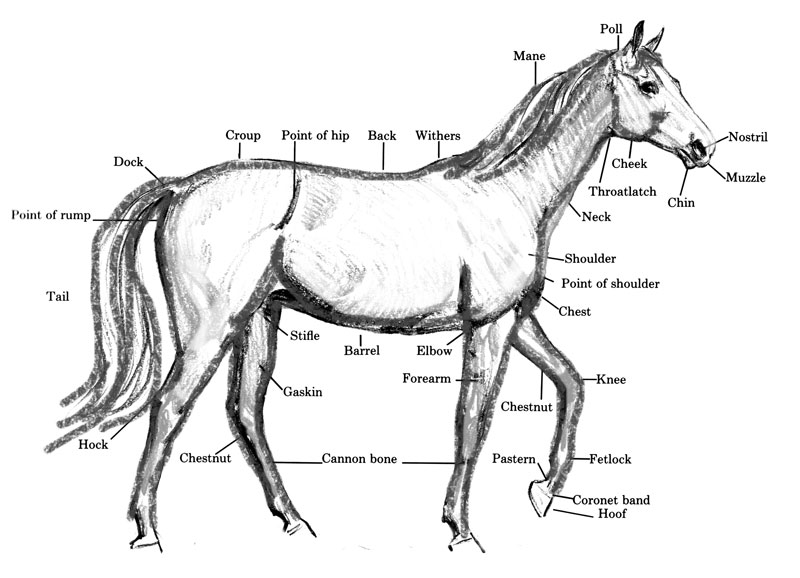 Running Horse Drawing