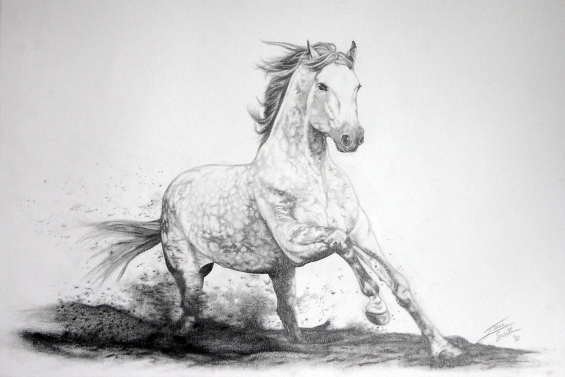 Running Horse Drawings In Pencil