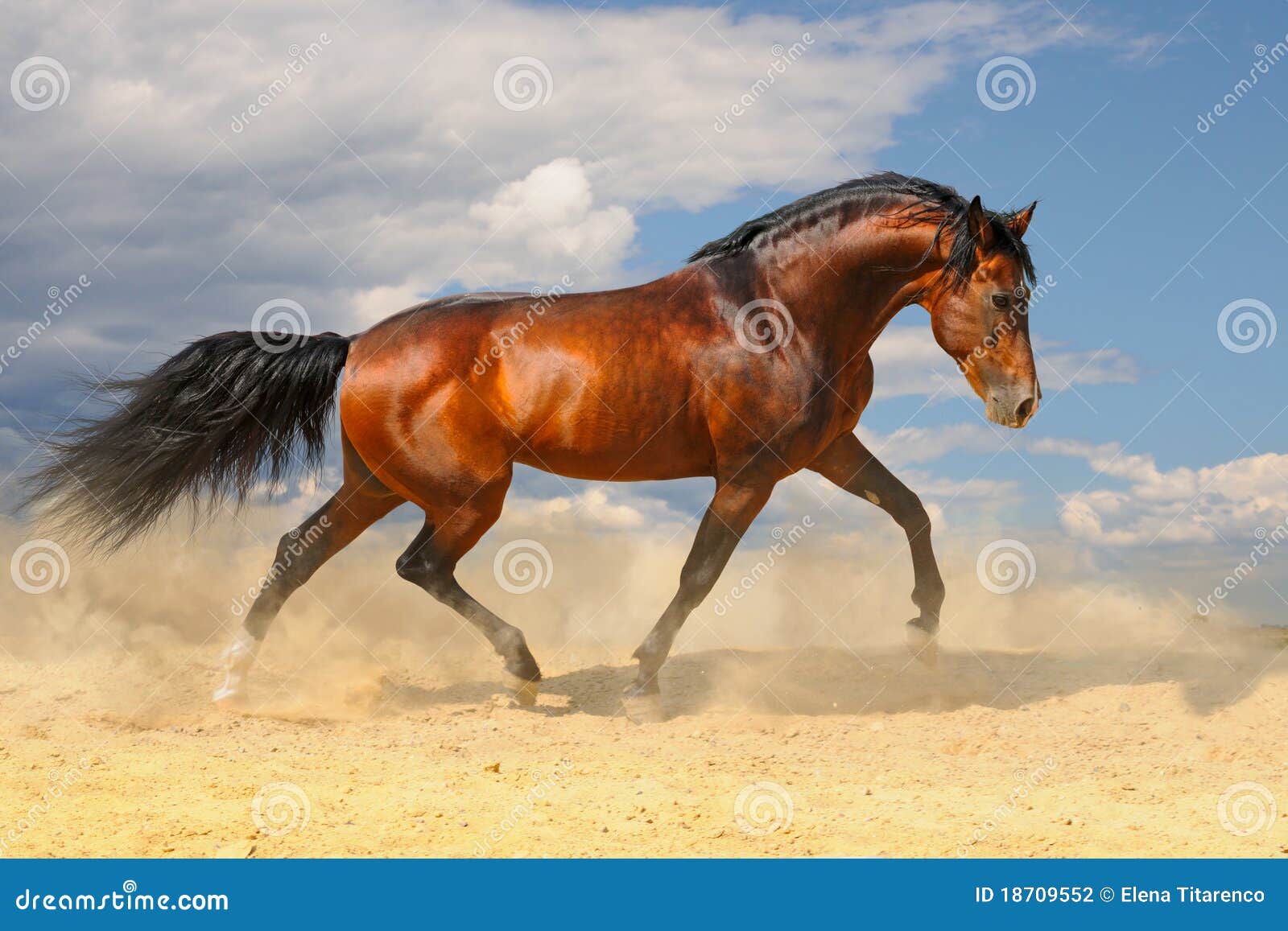 Running Horse Images