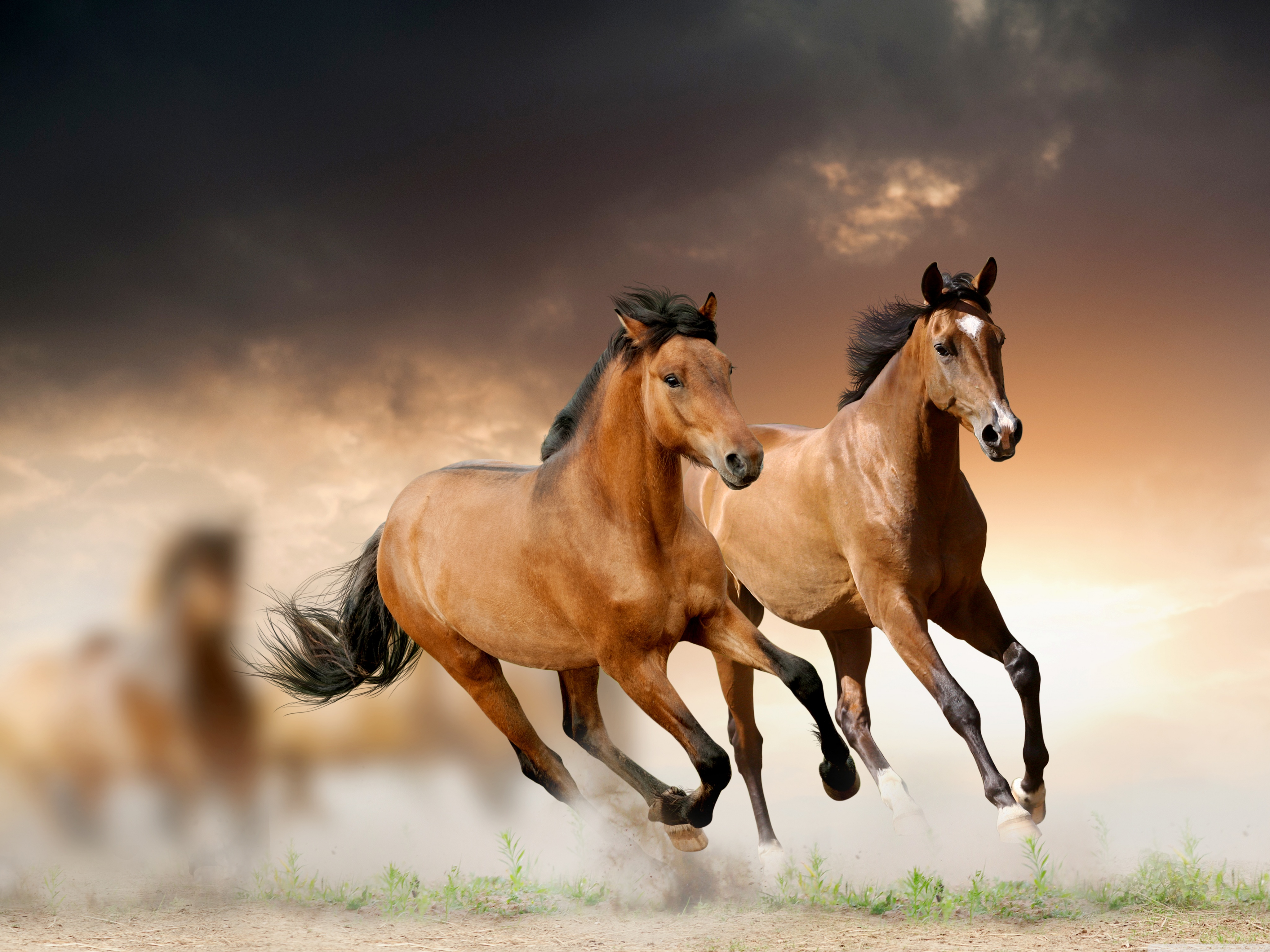 Running Horse Images