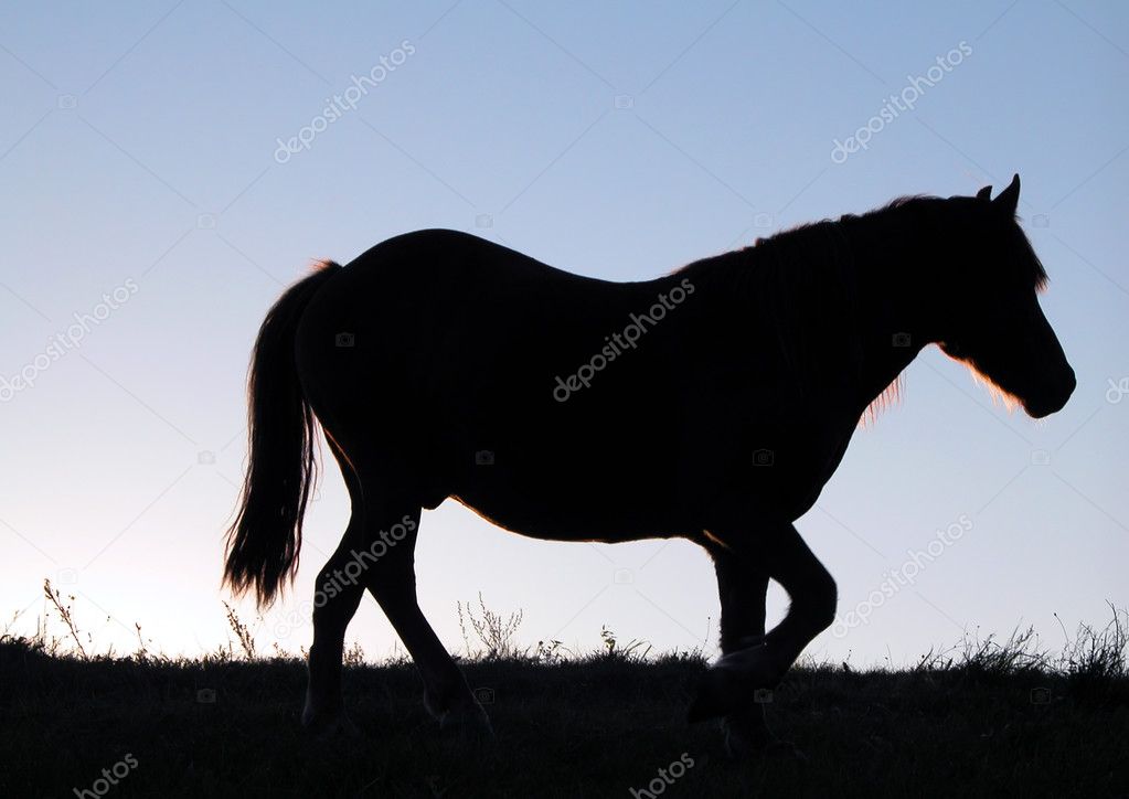 Running Horse Silhouette