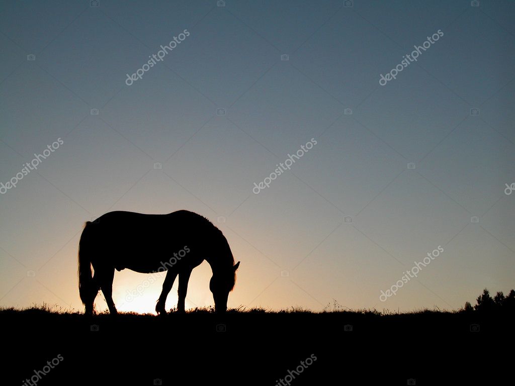 Running Horse Silhouette With Sunset