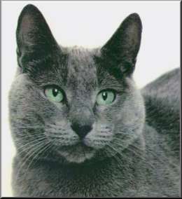 Russian Blue Cat Price