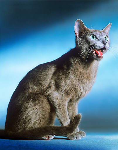 Russian Blue Cat Price