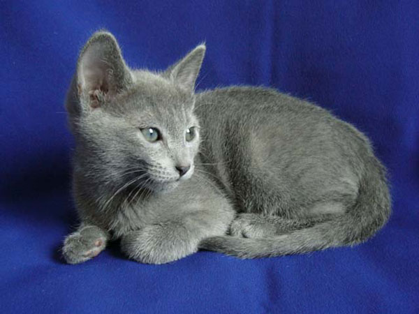 Russian Blue Cat Price