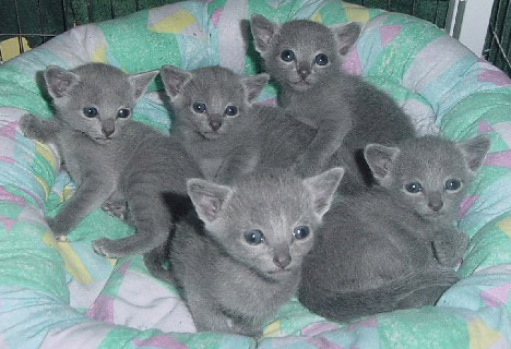 Russian Blue Cat With Blue Eyes