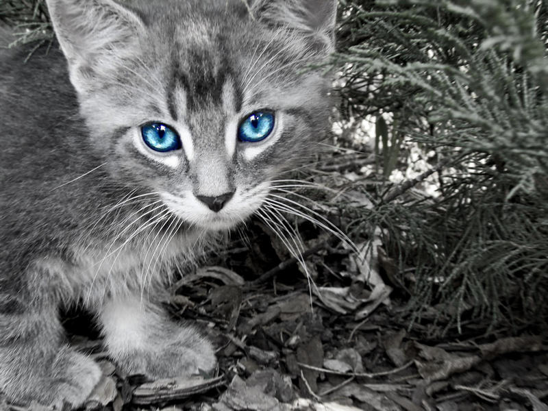 Russian Blue Cat With Blue Eyes