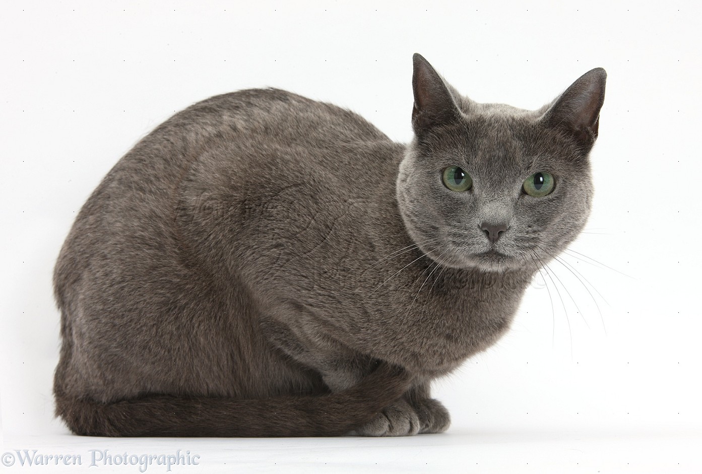 Russian Blue Cat With Blue Eyes