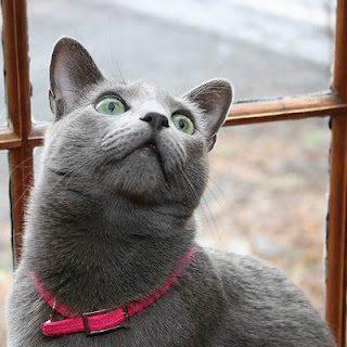 Russian Blue Cat With Blue Eyes