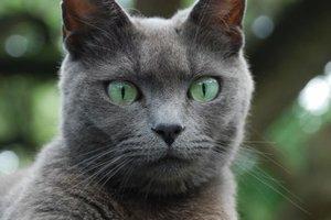 Russian Blue Cat With Blue Eyes