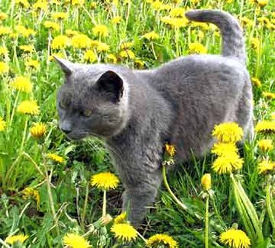 Russian Blue Cat With Blue Eyes