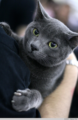 Russian Blue Cat With Blue Eyes