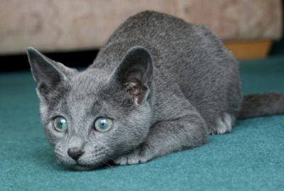 Russian Blue Kittens