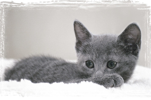 Russian Blue Kittens