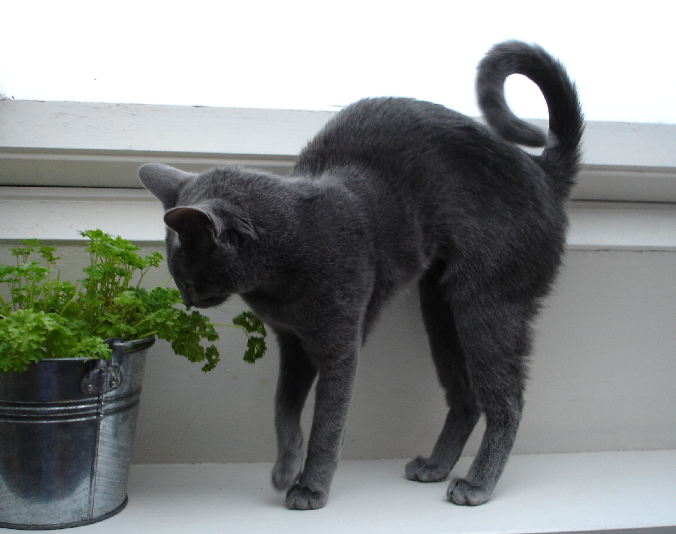 Russian Blue Kittens