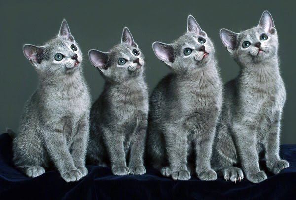 Russian Blue Kittens