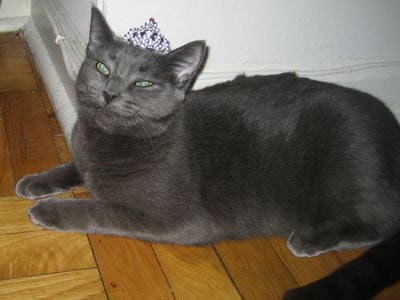 Russian Blue Kittens