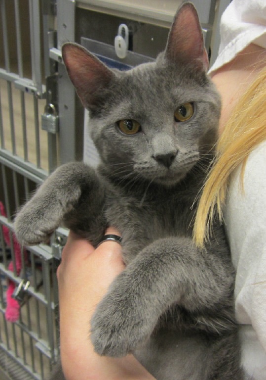 Russian Blue Mix