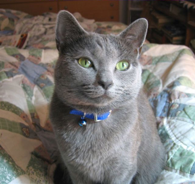 Russian Blue Mix