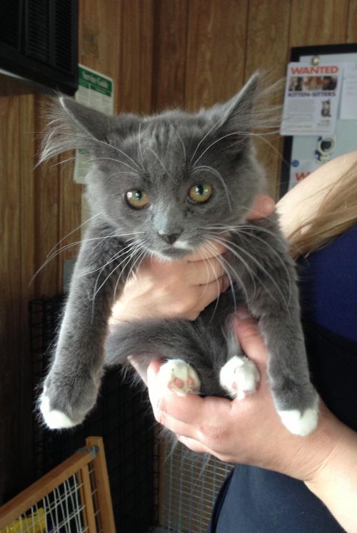 Russian Blue Mix Cats