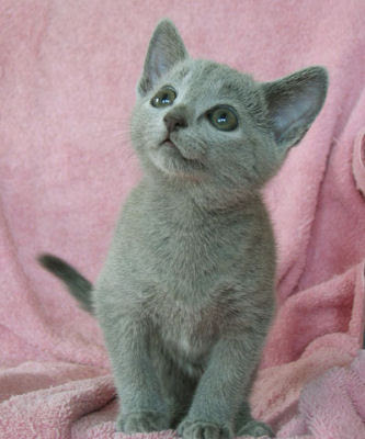 Russian Blue Mix Kittens