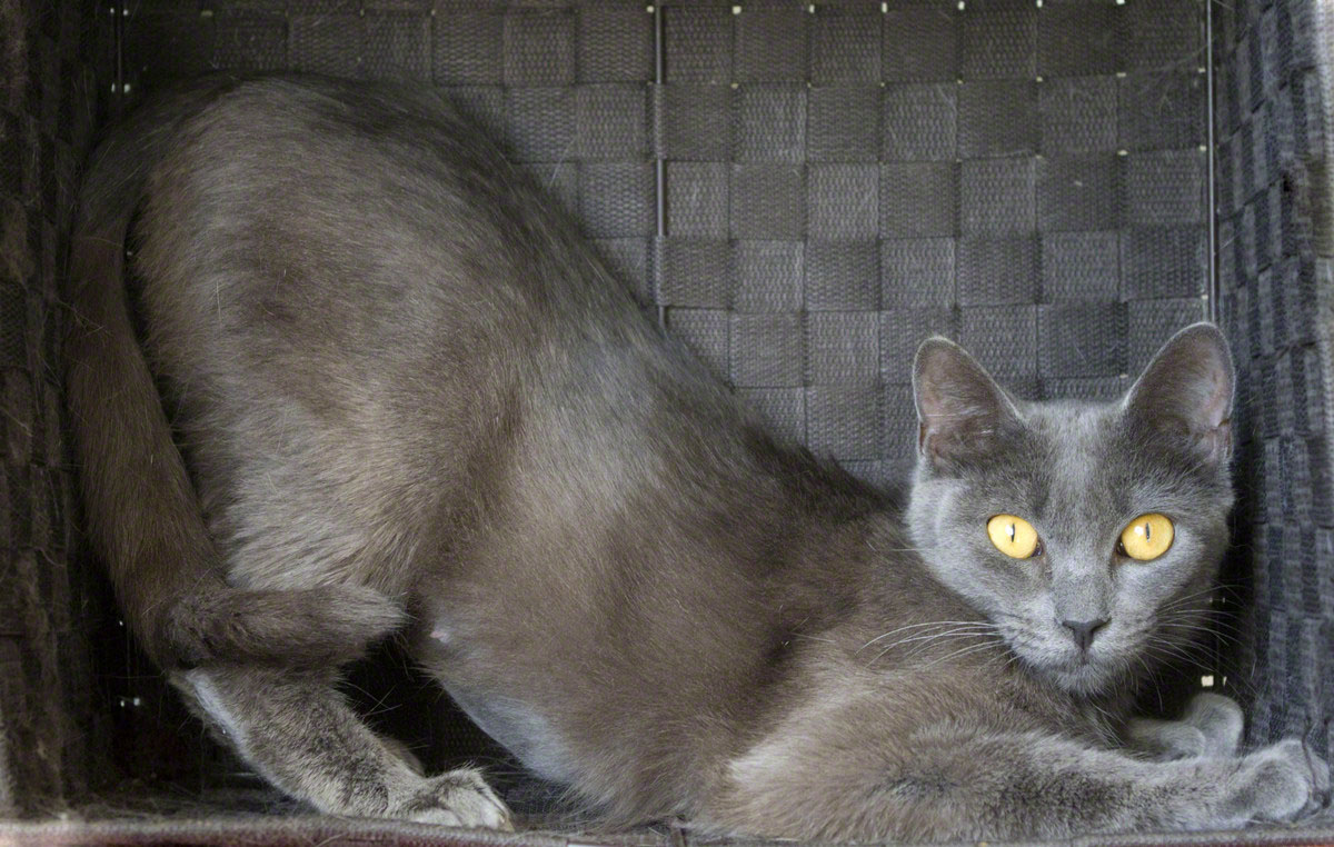 Russian Blue Mix Kittens