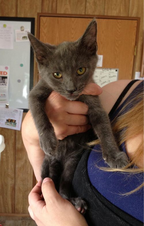 Russian Blue Mix Kittens