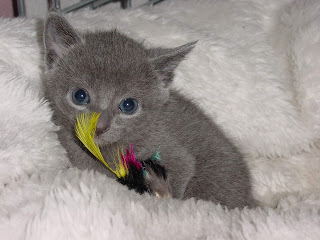 Russian Blue Mix Kittens